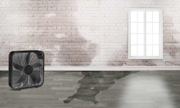 Best Basement water damage restoration  in Wellston, OH